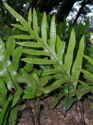 Lecanopteris pustulata. Abaxial surface of fertile frond showing round to ovate, exindusiate sori midway between margin and costa.
 Image: L.R. Perrie © Leon Perrie CC BY-NC 3.0 NZ